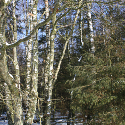 Birkevin Opskrift Med Grpakke, 50 liter #1