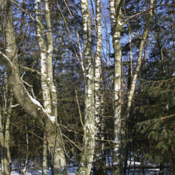 Birkevin Opskrift Med Grpakke, 50 liter #2