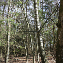 Birkechampagne opskrift med grpakke, 50 l. #1