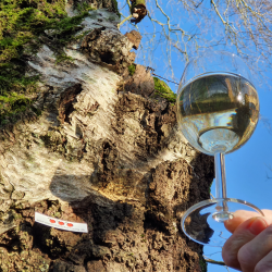 Birkevin brygst 10 l.