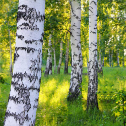 Birkevin Opskrift Med Grpakke, 50 liter #1