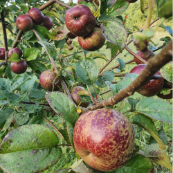 Ciderbletr, Black Dabinett, Engelsk Vintage Ciderblesort