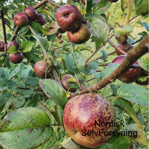 Ciderbletr, Black Dabinett, Engelsk Vintage Ciderblesort