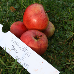 Ciderbletr, Yarlington Mill, Engelsk Vintage Cidersort