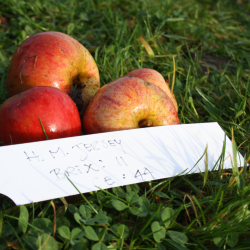 Ciderbletr, Harry Masters Jersey, Engelsk Vintage Ciderblesort