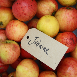 Ciderbletr, Judaine, Fransk Vintage Cidersort