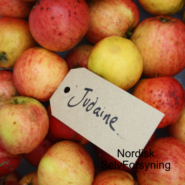Ciderbletr, Judaine, Fransk Vintage Cidersort