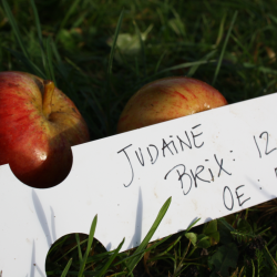 Ciderbletr, Judaine, Fransk Vintage Cidersort