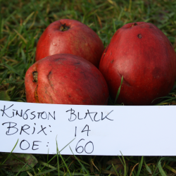 Ciderbletr, Kingston Black, Engelsk Vintage Ciderble