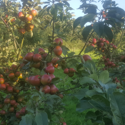 Ciderplantage, 30 stk. 1+2 rs trer, 2. +3. vkstsson