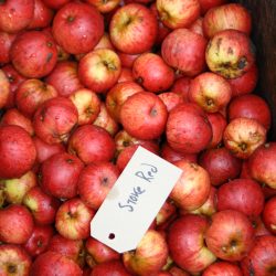 Ciderbletr, Stoke Red, Engelsk Vintage Ciderblesort