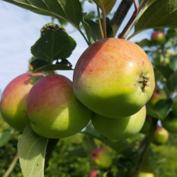 Ciderplantage, 20 stk. 1+2 rs trer, 2. +3. vkstsson