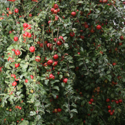 Ciderplantage, 10 stk. 1+2 rs trer, 2.+3 vkstsson