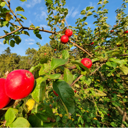 Ciderplantage, 50 stk. 1 +2 rs trer, 2. + 3. vkstsson