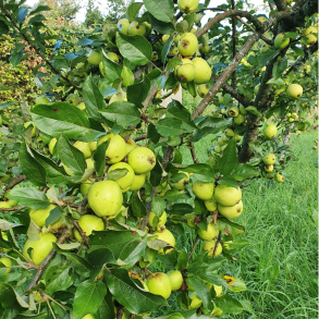 Ciderbletr, Michelin, Fransk Vintage Cidersort