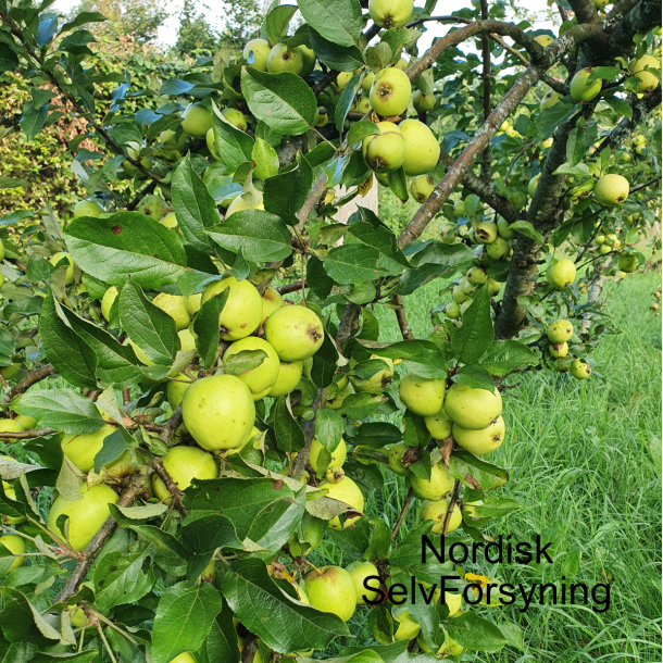 Ciderbletr, Michelin, Fransk Vintage Cidersort
