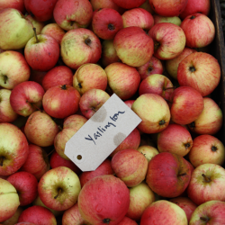 Ciderbletr, Yarlington Mill, Engelsk Vintage Cidersort