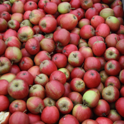 Ciderplantage, 20 stk. 1+2 rs trer, 2. +3. vkstsson