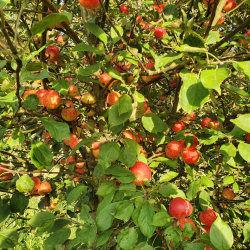 Ciderplantage, 50 stk. 1 +2 rs trer, 2. + 3. vkstsson