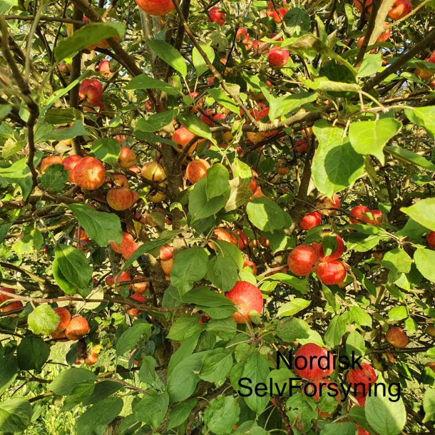 Ciderplantage, 50 stk. 1 +2 rs trer, 2. + 3. vkstsson