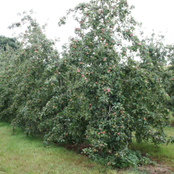 Ciderplantage, 20 stk. 1+2 rs trer, 2. +3. vkstsson