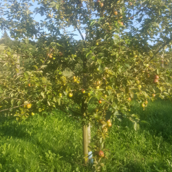 Ciderplantage, 30 stk. 1+2 rs trer, 2. +3. vkstsson