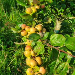 Ciderplantage, 5 stk. 1+2 rs trer, 2. +3. vkstsson