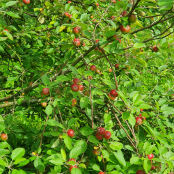 Ciderplantage, 5 stk. 1+2 rs trer, 2. +3. vkstsson