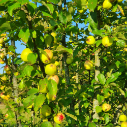 Ciderplantage, 5 stk. 1+2 rs trer, 2. +3. vkstsson