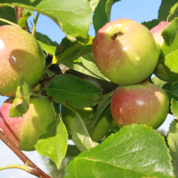 Ciderbletr, Fiona, Engelsk Vintage Ciderble