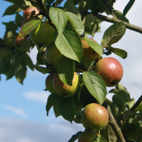 Ciderbletr, Gilly, Engelsk Vintage Ciderble