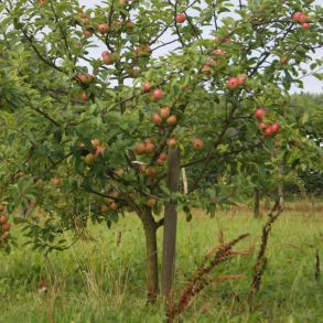Ciderbletr, Hastings, Engelsk Vintage Ciderblesort