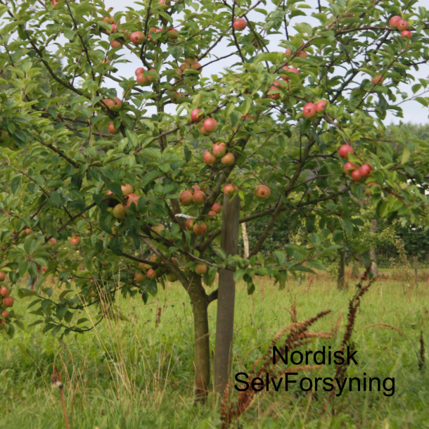 Ciderbletr, Hastings, Engelsk Vintage Ciderblesort