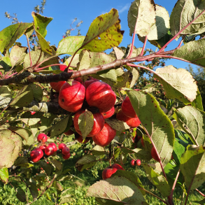 Bestver Ciderbletr til min ordre 