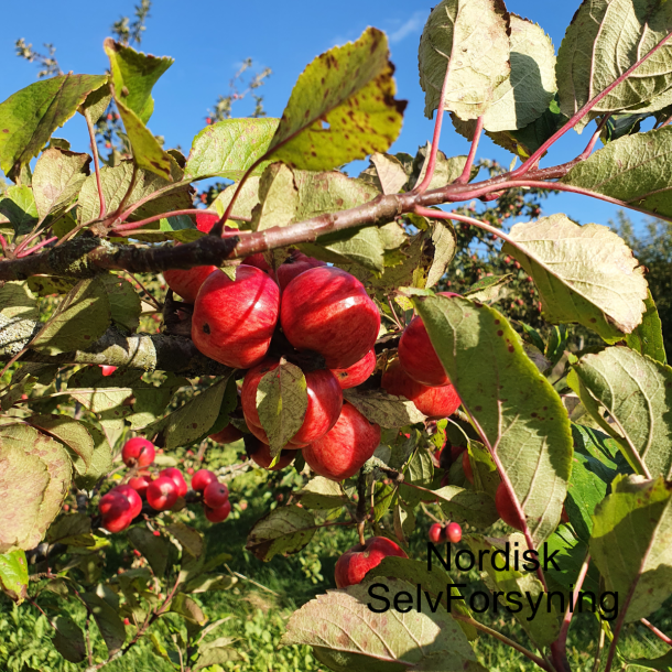 Bestver Ciderbletr til min ordre 