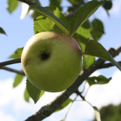 Ciderbletr, Fiona, Engelsk Vintage Ciderble