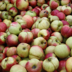 Ciderplantage, 20 stk. 1+2 rs trer, 2. +3. vkstsson