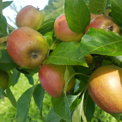 Ciderplantage, 5 stk. 1+2 rs trer, 2. +3. vkstsson