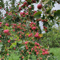 Ciderplantage, 5 stk. 1+2 rs trer, 2. +3. vkstsson