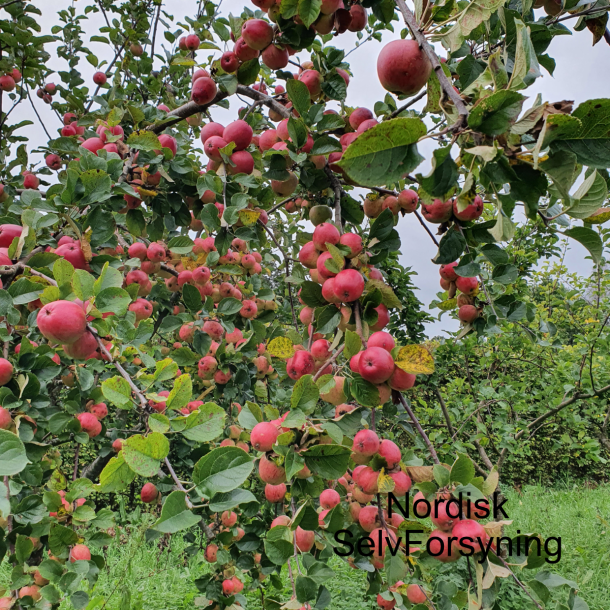 Ciderplantage, 5 stk. 1+2 rs trer, 2. +3. vkstsson