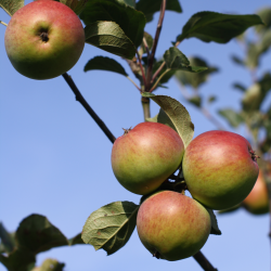 Ciderbletr, Gilly, Engelsk Vintage Ciderble