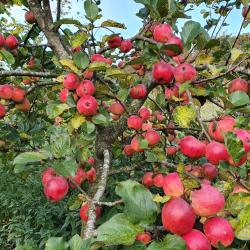 Ciderplantage, 50 stk. 1 +2 rs trer, 2. + 3. vkstsson