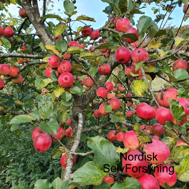 Ciderplantage, 20 stk. 1+2 rs trer, 2. +3. vkstsson