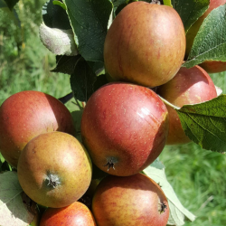 Ciderbletr, Ashton Brown Jersey, Engelsk Vintage Ciderblesort