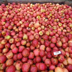 Ciderplantage, 50 stk. 1 +2 rs trer, 2. + 3. vkstsson