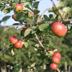 Ciderplantage, 20 stk. 1+2 rs trer, 2. +3. vkstsson