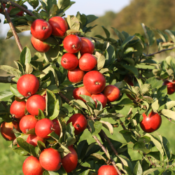 Ciderplantage, 50 stk. 1 +2 rs trer, 2. + 3. vkstsson