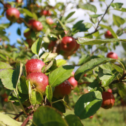 Ciderplantage, 30 stk. 1+2 rs trer, 2. +3. vkstsson