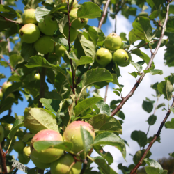 Ciderplantage, 20 stk. 1+2 rs trer, 2. +3. vkstsson