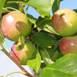 Ciderplantage, 50 stk. 1 +2 rs trer, 2. + 3. vkstsson